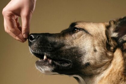 Wprowadzenie do Noseworku: Kurs dla Początkujących