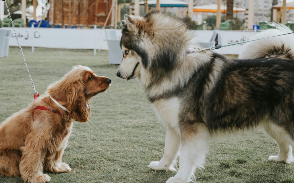 Dwa psy, spaniel i malamut, stoją na przeciwko siebie na trawie i patrzą na siebie, niemal stykając się nosami