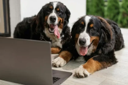 Dwa berneńskie psy pasterskie leżące na przeciwko laptopa, wyglądają jakby się uczyły