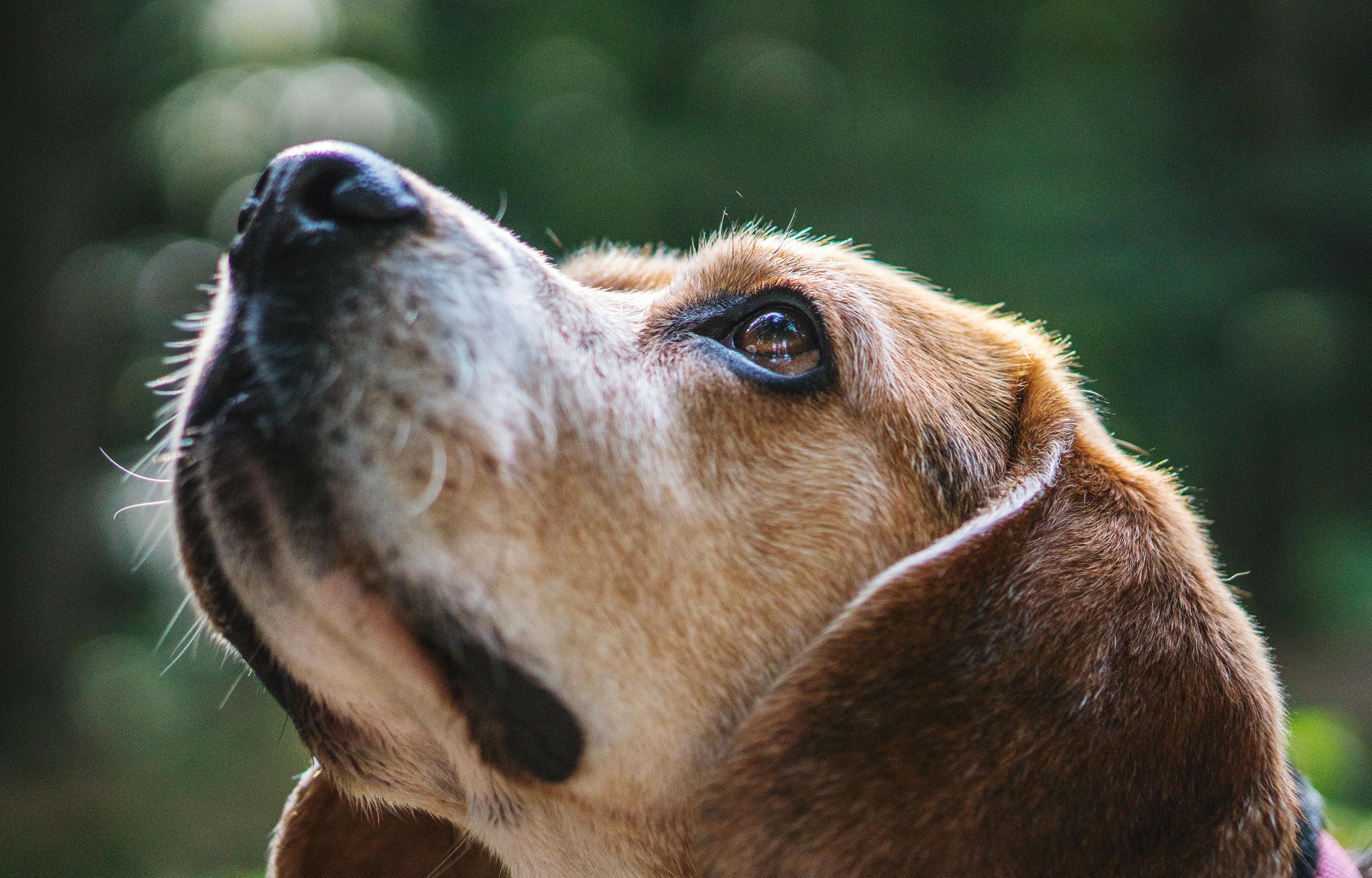 Pies rasy beagle na zielonym tle, spoglądający w górę, prawdopodobnie na swojego opiekuna