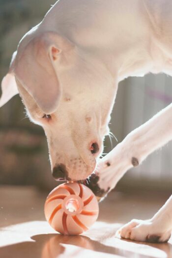 Nosework